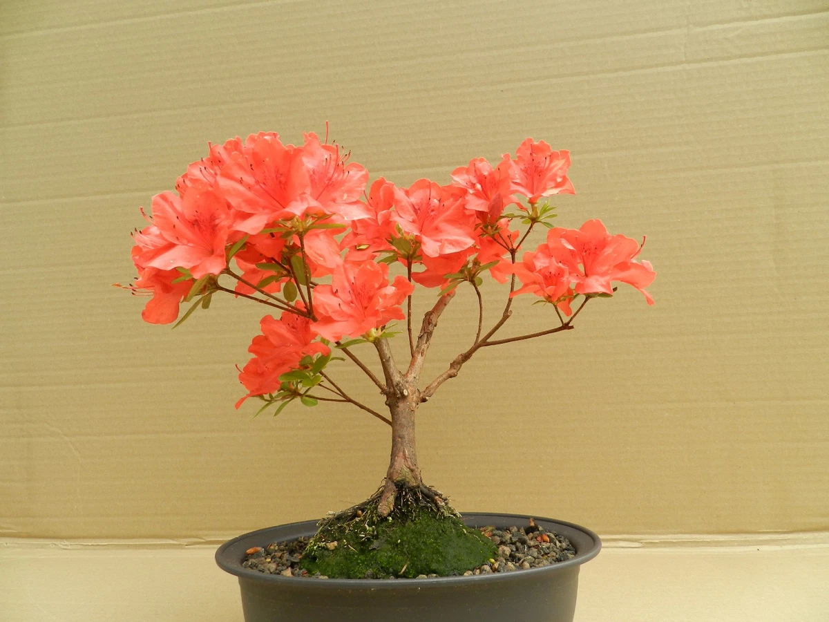 juniper bonsai kaufen Juniper procumbens nana, Dwarf Japanese garden juniper- Bonsai, contai –  Scenic Hill Farm Nursery main image 0