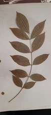 3 pressed leaves from 1970's
