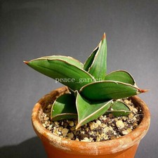 2PCS Sansevieria Trifasciata Warshi RareSucculent Plant Garden D cor Boutique