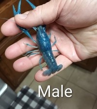 Electric Blue Crayfish4-4.5" Breeding Age Pair Guaranteed Live Delivery