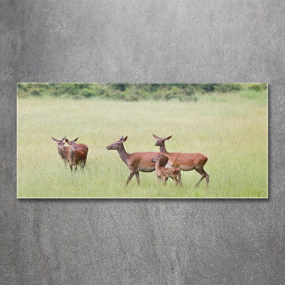 Glas-Bild Wandbilder Druck auf Glas 120x60 Deko Tiere Reh Kitz
