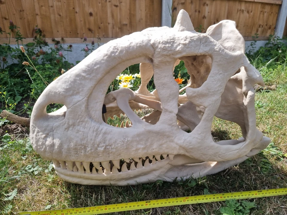 Majungasaurus skull Full Size!! Replica Dinosaur Skull - Image 4 of 4