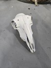 Sheep Skull Taxidermy Cleaned Whitened European Mount Trophy Room — photo 2