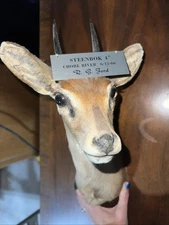 Vintage 1966 African Steenbok Taxidermy Shoulder Mount-Chobe River