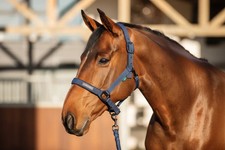 Image of Horseware Amigo Headcollar and Leadrope Set - Navy