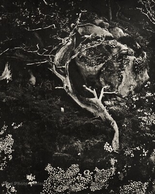 洋書　EDWARD WESTON California Landscapes 洋書 EDWARD WESTON California Landscapes Edward Weston's