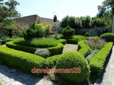 FOTO RYMANS - KASTENHECKE FORMELLER GARTENKASTENHECKEN BILDEN EINEN LABYRINTHARTIGEN FORMELLEN GARD