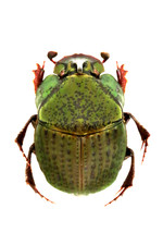 Phanaeus for collectors | Horned Rhinoceros Dung Beetles