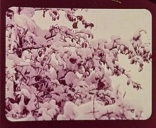National Geographic Society The Apple Tree Filmstrip and Cassette 1970s Fast