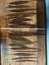 20 X Pheasant Cock Bird Tail Feathers 20-30cm Approx for Crafting