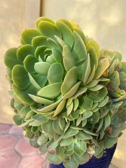 Aeonium arboreum-tree Aeonium - Image 2 of 4