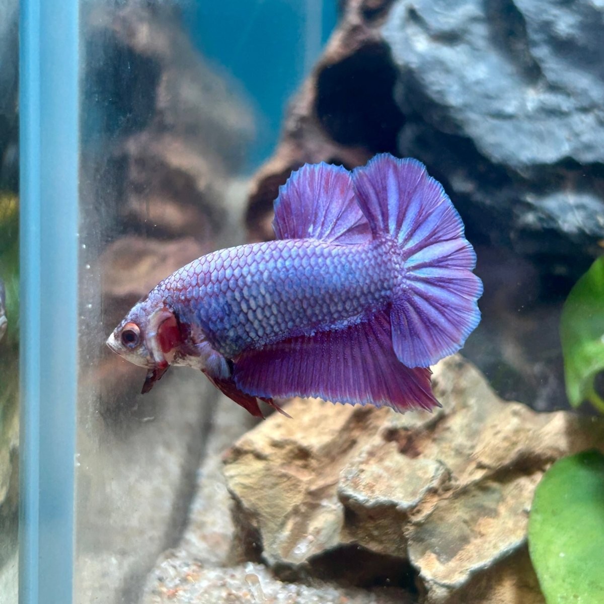 Purple Betta Fish Female Purple Pink Plakat Male Betta 181