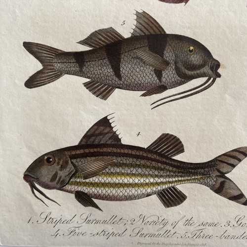 Antique 1826 Hand-Colored Engraving – “Mullus” (Surmullet / Goatfish Species) - Picture 2 of 4