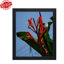 10x12 Wood Picture Frame Black, No Mat, Photo/Certificate Display