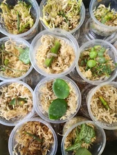 Beginner Propagation Kits