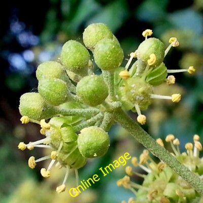 Photo 6x4 Ivy flowers Ross-on-Wye These little beauties do a lot to provi c2014