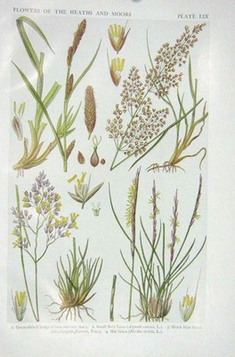 Alter Vintage Druck 1919 Blumen grün gerippte Segge gebogenes Gras Heide Haar 20.
