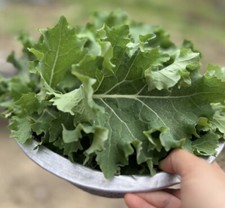 25 Organic Kale Seeds NONGMO High Germination Rate USA Texas