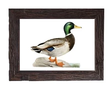Vintage Mallard Duck Bird Illustration 5x7 Wall Art Print Mallard Duck Art