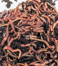 50 Large, Live- Bait Worms European Nightcrawlers --Free Shipping