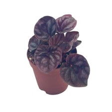Red Peperomia caperata, Red Emerald Ripple, Frost, Platinum, in a