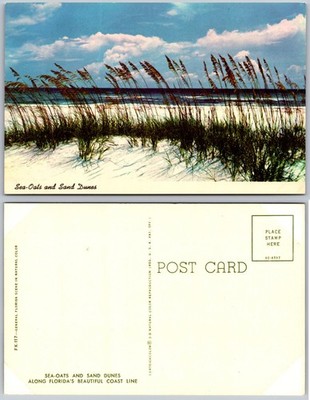 Sea Oats Sand Dunes Florida Coastline Postcard