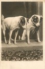 1905 Dog Postcard Faulkner 82.F Jack Russell Terriers, Viewing the Procession
