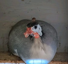 10 Uova Fertili Di Gallina Faraona, Barnevelder Nana, Wyandotte E Cocincina Nane