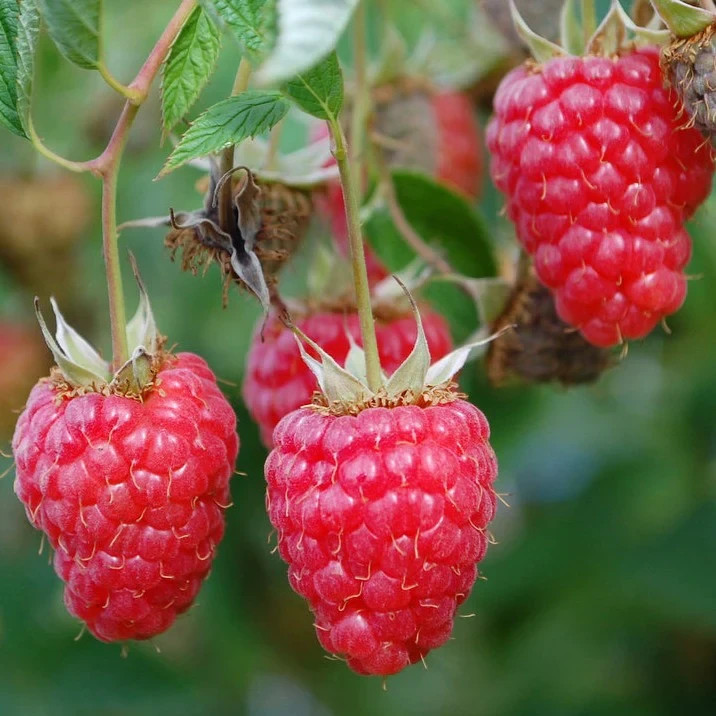Zone 4 Raspberry Plants 5 Raspberry Plants