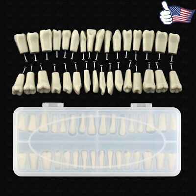 Dentale M8030 Typodont Restauro Modello 32 Pz Denti Columbia 860 - Foto 5