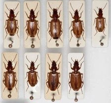 Carabidae: sp. 9 pcs - from  Morocco (some A--)