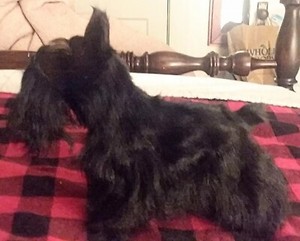 Genuine Goat Fur Schnauzer/ Scottie Dog Figurine Black Life-Like 9-1/2"h x 12"L