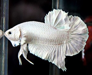 5 Live Betta Fish Platinum White 1.5 inch Whole sale Price | eBay