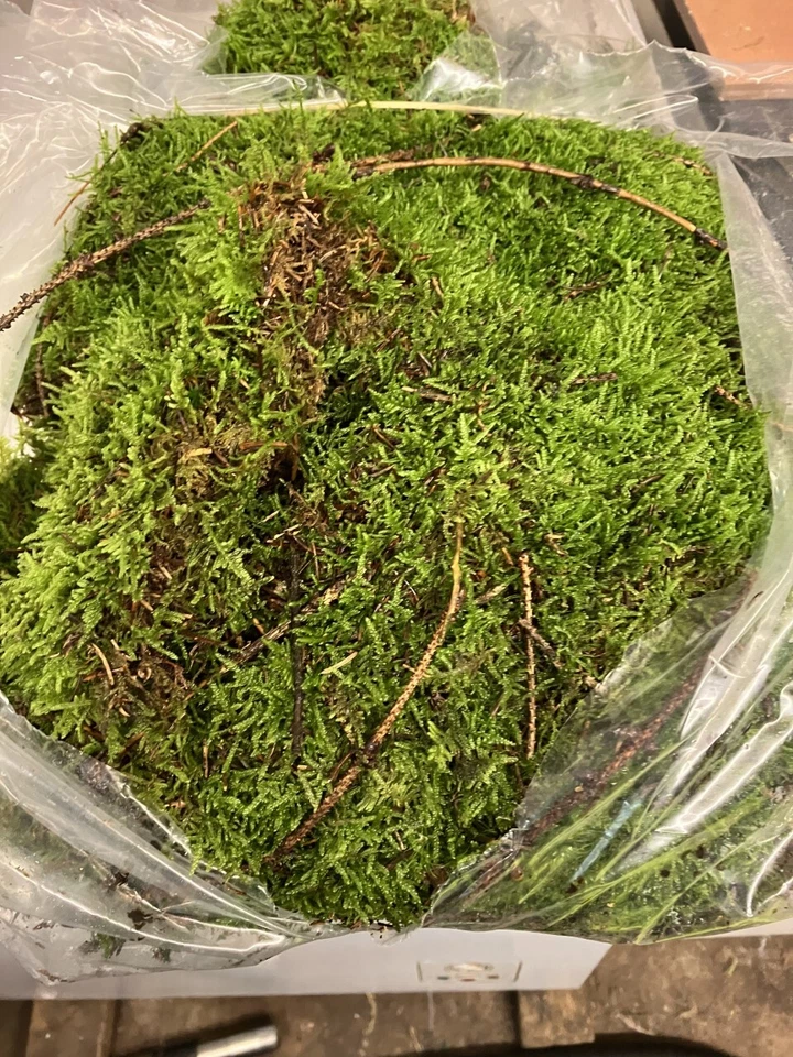 Moos für Weihnachtskränze 1kg 2kg 5kg - Weihnachtskranz basteln Lebendmoos - Bild 3 von 4