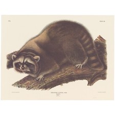 Audubon Mammals of the Southeast Southart Parkway Quadrupeds Ed Pl 61 Raccoon