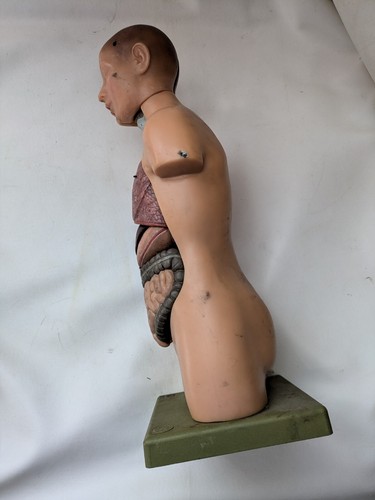 Somso anatomisches Modell kleiner männlicher Rumpf Kopf Anatomie 1/2 Größe 503-1 04 HR 20 Zoll - Bild 5 von 13