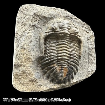 Hollardops mesocristata Trilobit Fossil A Grade Devon Marokko Präparat