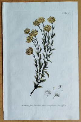 Yarrow - Large Engraving Miller Botany Folio - 1768