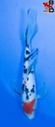 12" BUTTERFLY SANKE Live Koi Fish Garden Pond BKD 4/16
