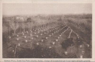 Postcard Beekeeping Gaetano Piana Castel San Pietro Emilia Italia 