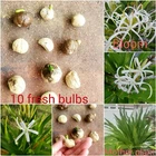 Giant White Spider Lily seeds Crinum Lily, C. Asiaticum  10 bulbs