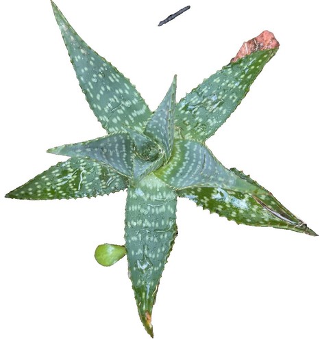 aloe vera pulver apotheke Aloe Vera Set mit Aloe Vera Gel + Aloe Vera Spray main image 1