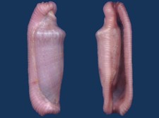 Shell Prosimnia piriei Seashell