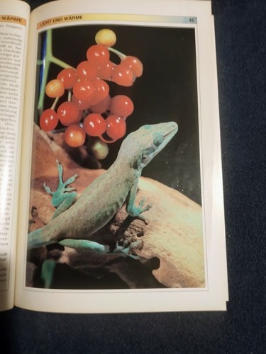 Buch "Rotkehl-Anolis im Terrarium" v. Ray Hunziker - Bild 8 von 12