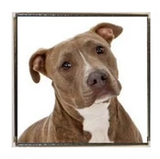 Pit Bull Dog Silver Colour Square Badge With A Velveteen Bag