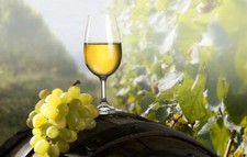 Vino Bianco Calabrese Tavola Cutro 30 Litri