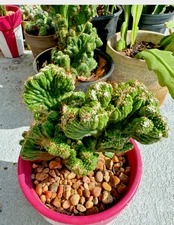 Cereus Peruvianus Repandus Monstrose  special rooted  plant