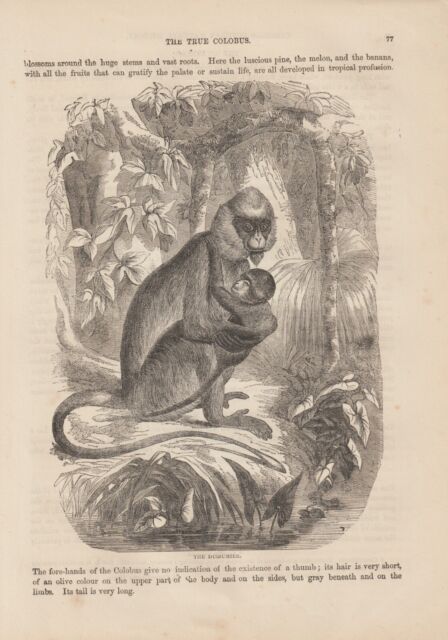 Dussumier-Hanuman-Langur (Semnopithecus Dussumieri) Holzlstich Di 1866