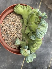 Myrtillocactus geometrizans Cv. Gumby, Rare Cactus! 8” Pot