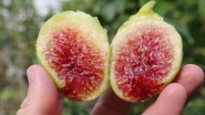 Paradiso Fig tree -one year old rooted plant in 9cm pot